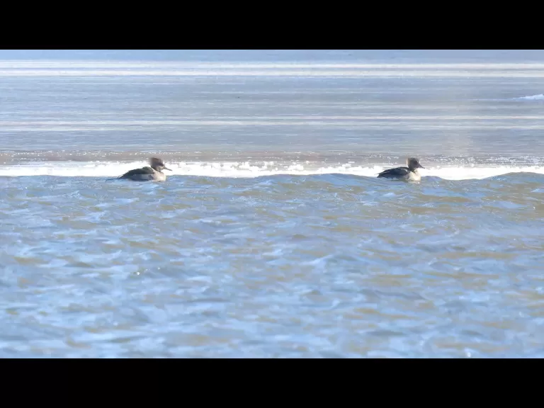 Canada geese and a hooded merganser at Hager Pond in Marlborough, photographed by Steve Forman.