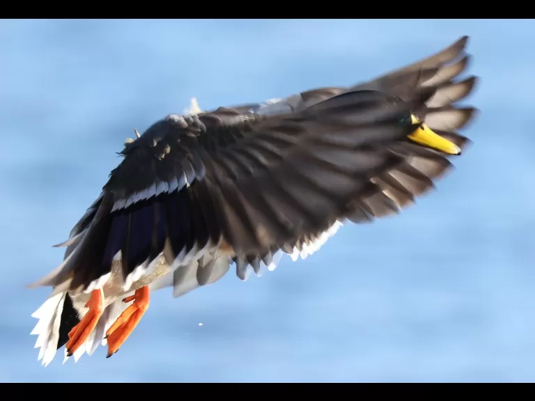 Canada geese and a hooded merganser at Hager Pond in Marlborough, photographed by Steve Forman.