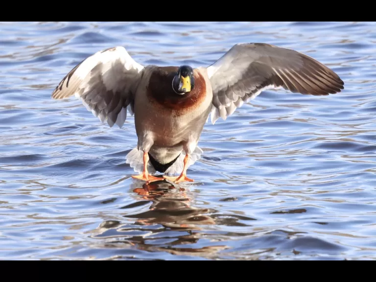 Canada geese and a hooded merganser at Hager Pond in Marlborough, photographed by Steve Forman.
