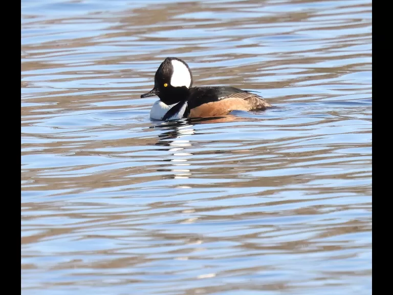 Canada geese and a hooded merganser at Hager Pond in Marlborough, photographed by Steve Forman.