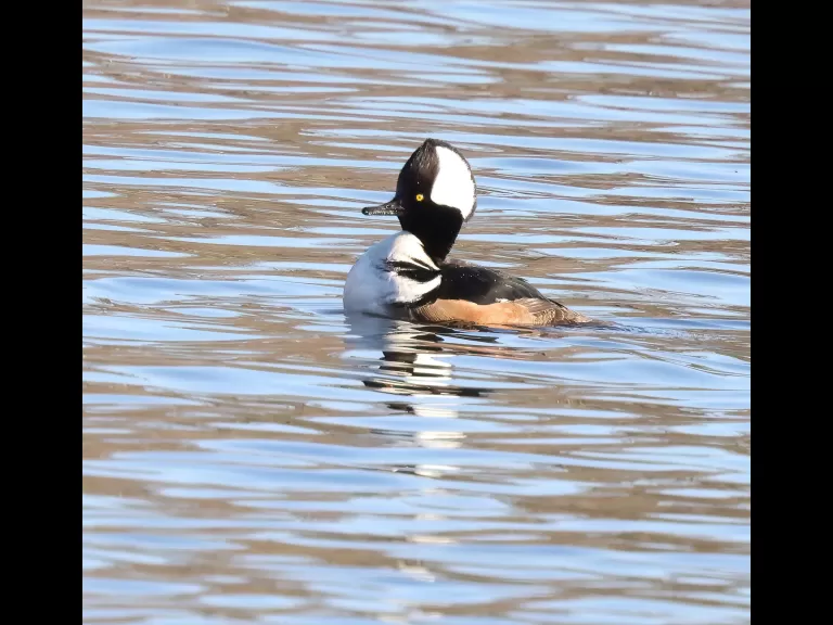 Canada geese and a hooded merganser at Hager Pond in Marlborough, photographed by Steve Forman.