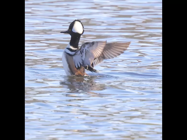 Canada geese and a hooded merganser at Hager Pond in Marlborough, photographed by Steve Forman.