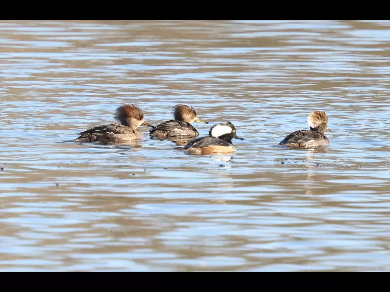 Canada geese and a hooded merganser at Hager Pond in Marlborough, photographed by Steve Forman.
