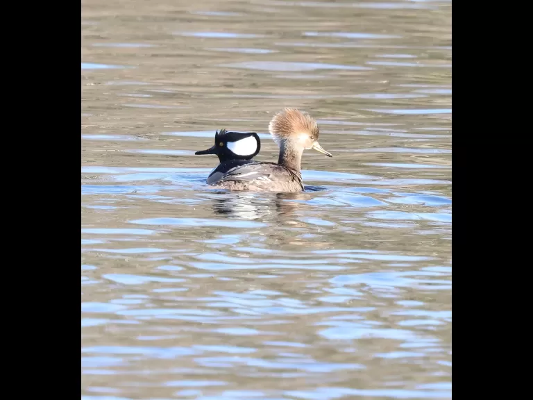 Canada geese and a hooded merganser at Hager Pond in Marlborough, photographed by Steve Forman.