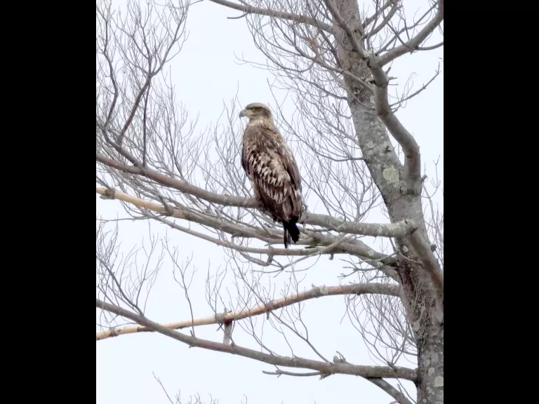 Canada geese and a hooded merganser at Hager Pond in Marlborough, photographed by Steve Forman.