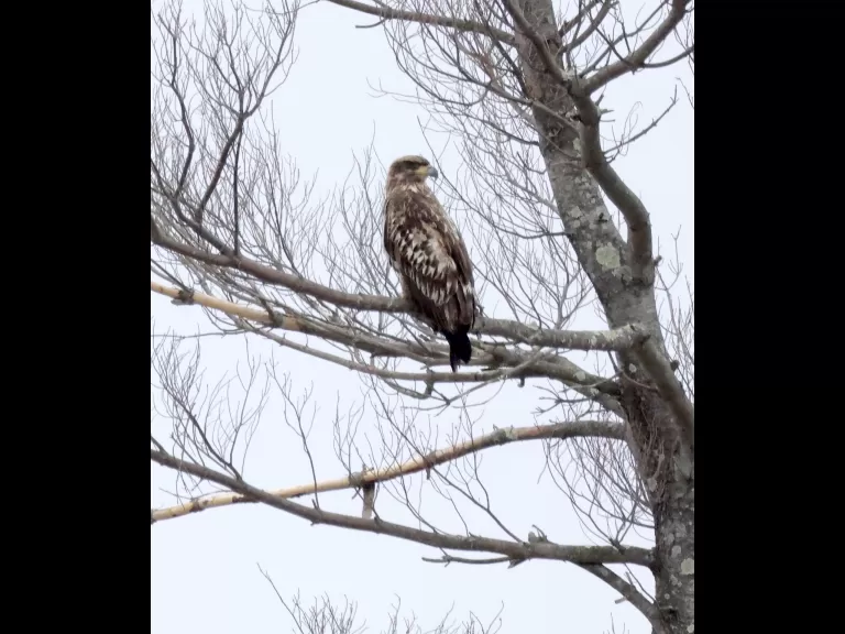 Canada geese and a hooded merganser at Hager Pond in Marlborough, photographed by Steve Forman.