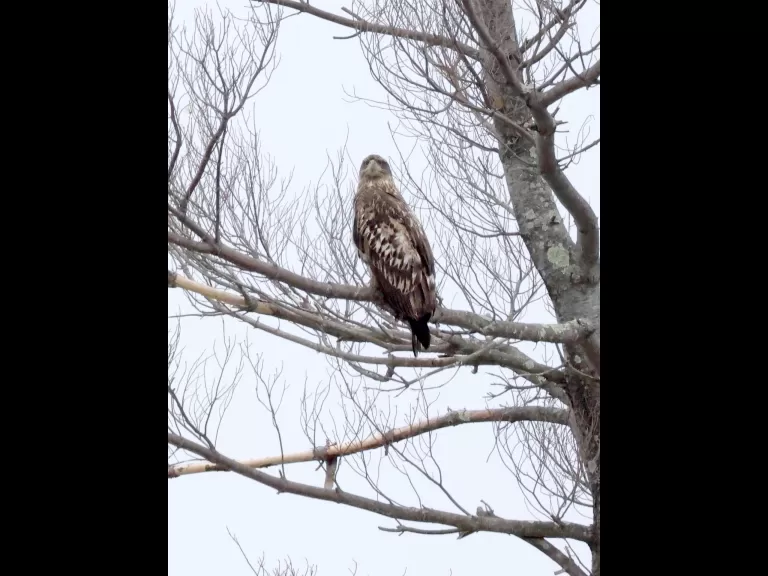 Canada geese and a hooded merganser at Hager Pond in Marlborough, photographed by Steve Forman.