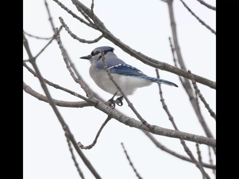 A blue jay at Breakneck Hill Conservation Land in Southborough, photographed by Steve Forman.