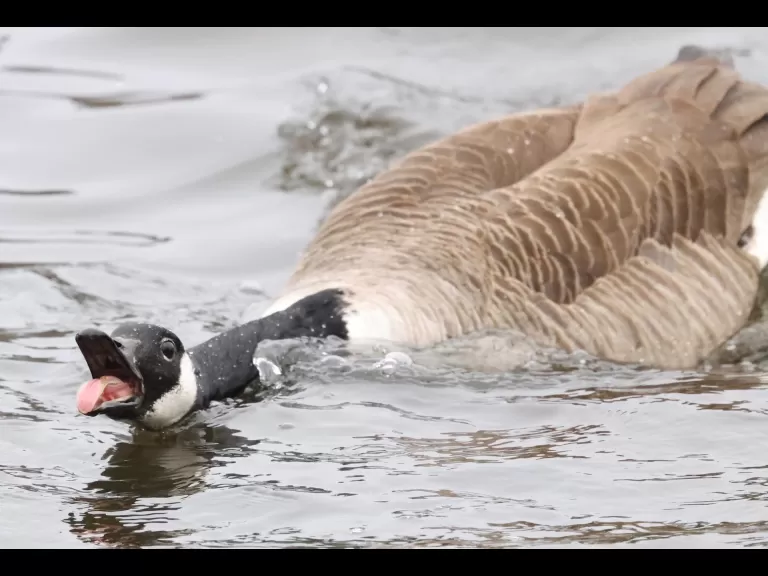 Canada geese and a hooded merganser at Hager Pond in Marlborough, photographed by Steve Forman.