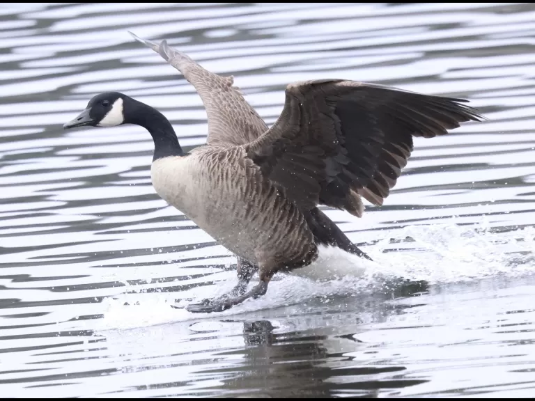 Canada geese and a hooded merganser at Hager Pond in Marlborough, photographed by Steve Forman.