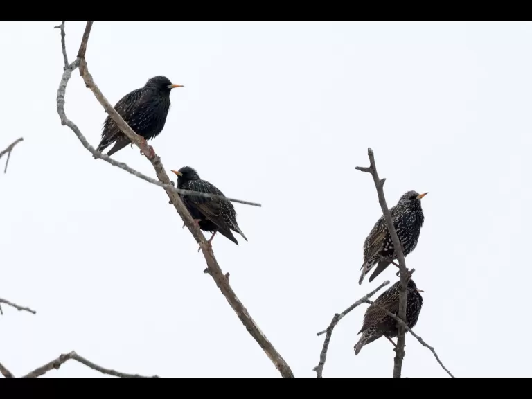 A blue jay at Breakneck Hill Conservation Land in Southborough, photographed by Steve Forman.