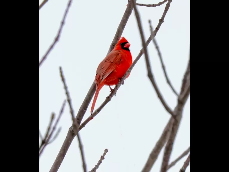 A blue jay at Breakneck Hill Conservation Land in Southborough, photographed by Steve Forman.