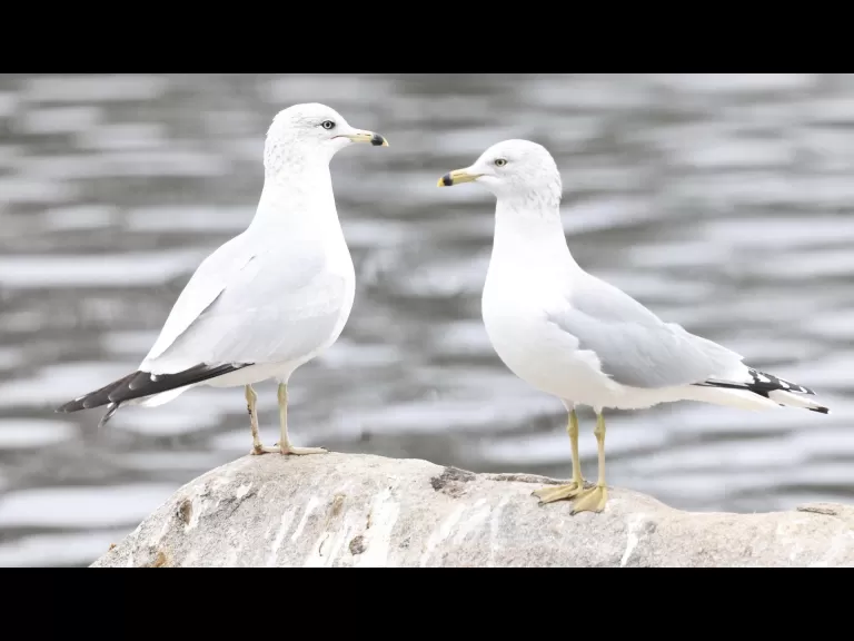 Canada geese and a hooded merganser at Hager Pond in Marlborough, photographed by Steve Forman.