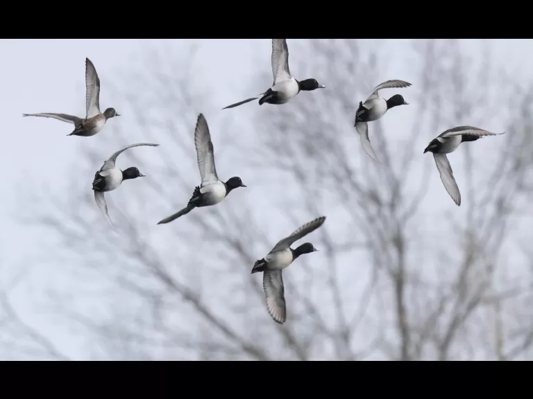 Canada geese and a hooded merganser at Hager Pond in Marlborough, photographed by Steve Forman.