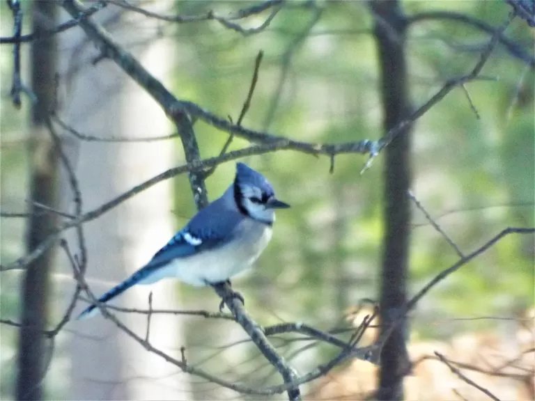 A blue jay in Harvard, photographed by Robin Right.
