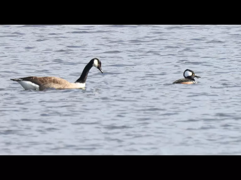 An American crow at Hager Pond in Marlborough, photographed by Steve Forman.
