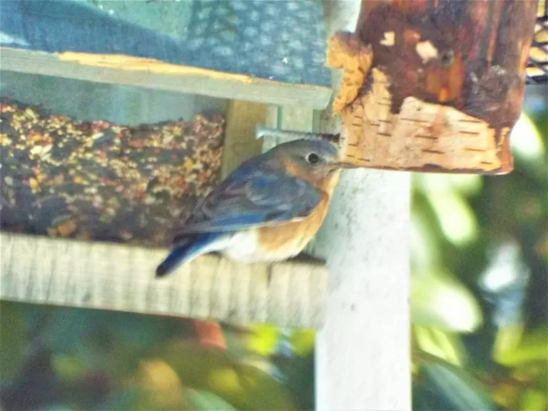 A blue jay in Harvard, photographed by Robin Right.