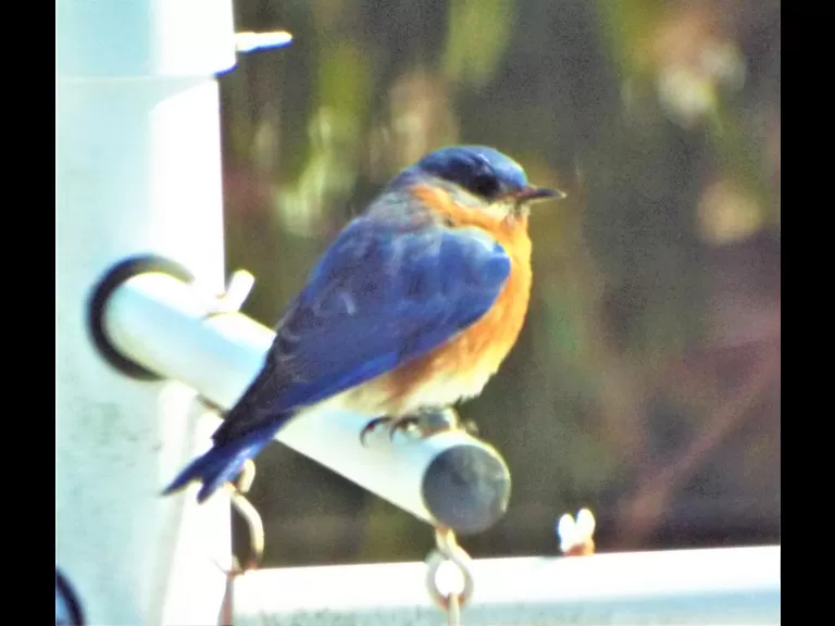 A blue jay in Harvard, photographed by Robin Right.