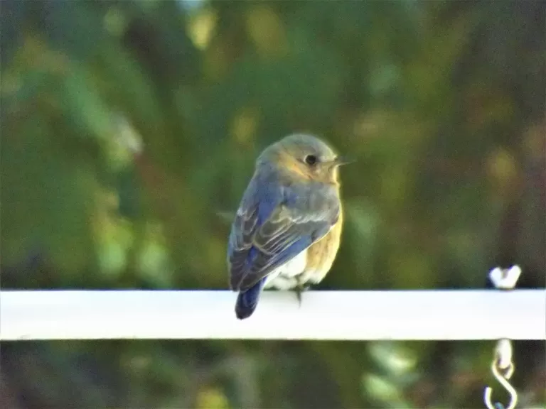 A blue jay in Harvard, photographed by Robin Right.