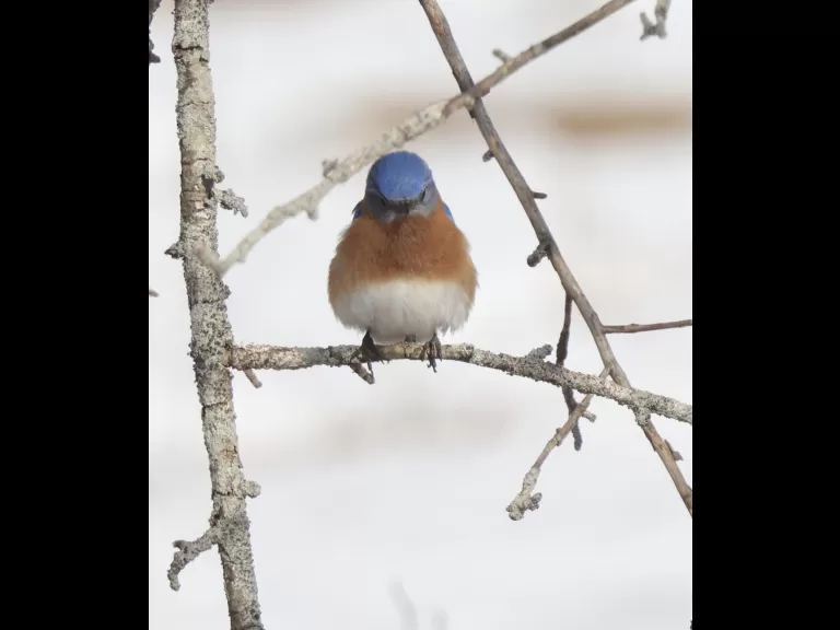 An eastern bluebird at Breakneck Hill Conservation Land in Southborough, photographed by Steve Forman.