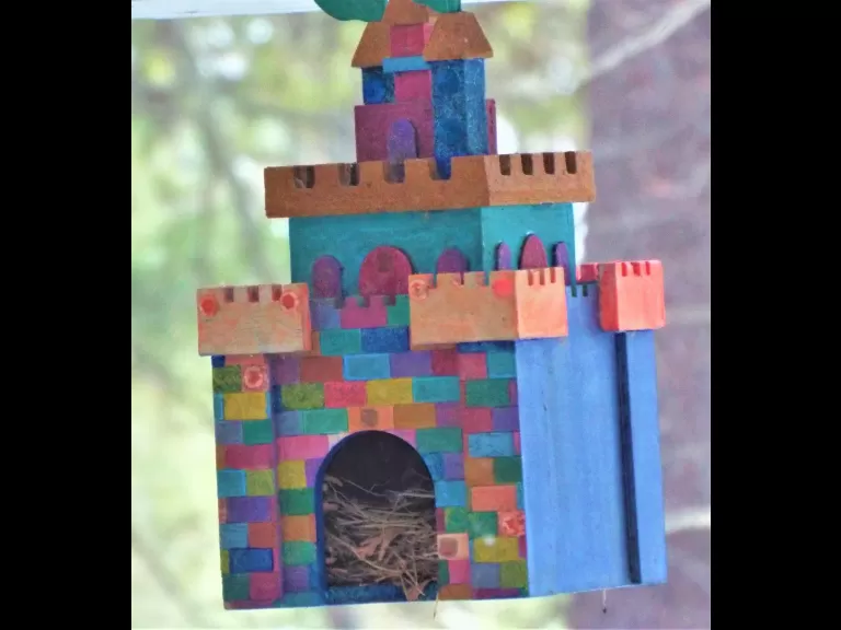 A blue jay in Harvard, photographed by Robin Right.