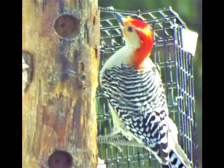 A blue jay in Harvard, photographed by Robin Right.