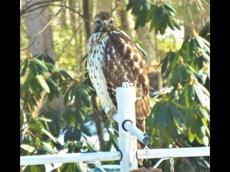 A blue jay in Harvard, photographed by Robin Right.