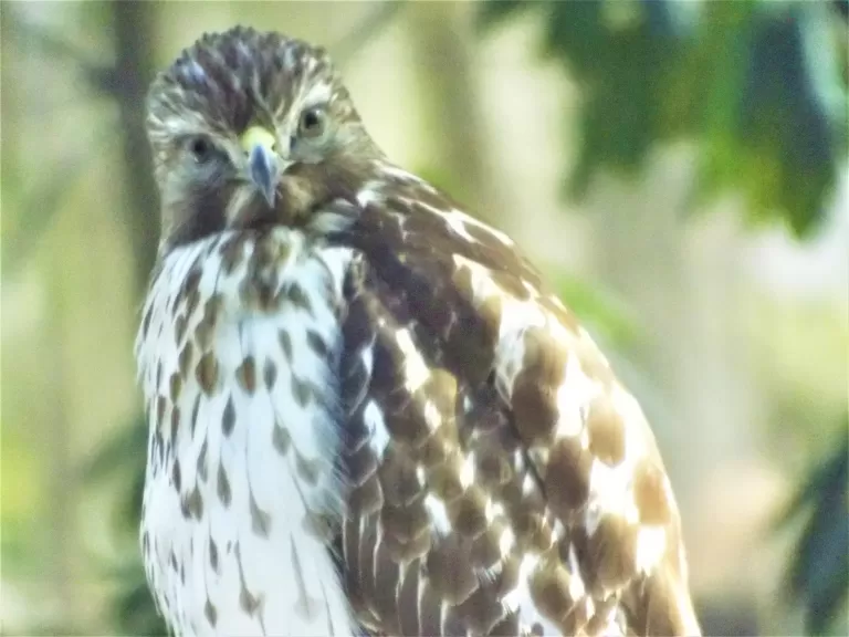 A blue jay in Harvard, photographed by Robin Right.