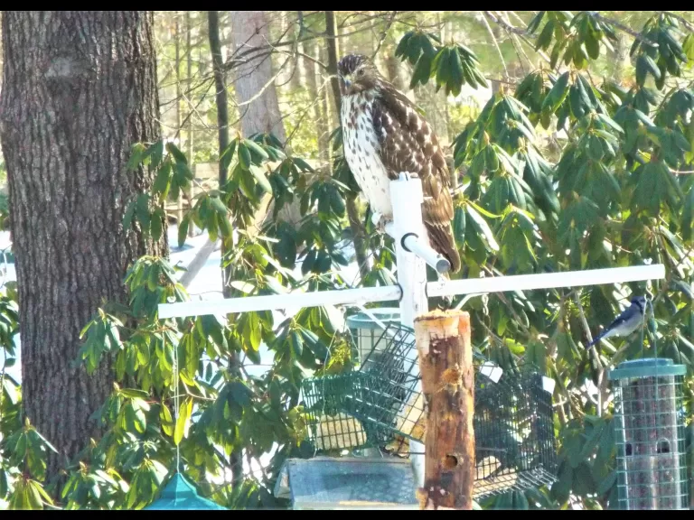 A blue jay in Harvard, photographed by Robin Right.