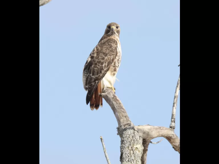 An eastern bluebird at Breakneck Hill Conservation Land in Southborough, photographed by Steve Forman.