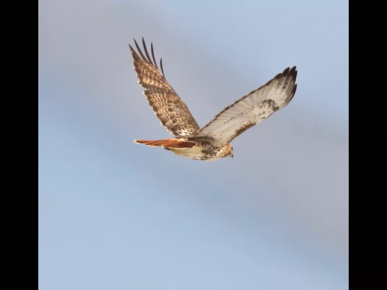 An eastern bluebird at Breakneck Hill Conservation Land in Southborough, photographed by Steve Forman.