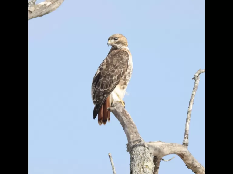 An eastern bluebird at Breakneck Hill Conservation Land in Southborough, photographed by Steve Forman.