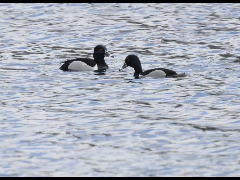 An American crow at Hager Pond in Marlborough, photographed by Steve Forman.