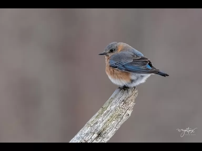 An eastern bluebird in Westborough, photographed by Nancy Wright.