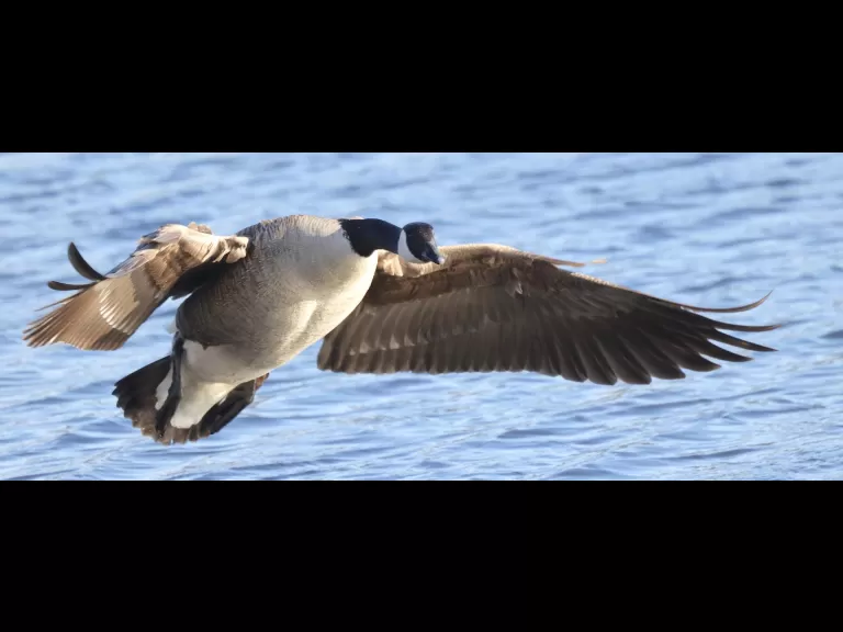 A Canada goose at Hager Pond in Marlborough, photographed by Steve Forman.