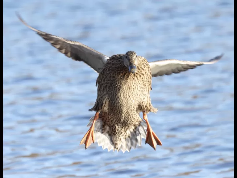 A Canada goose at Hager Pond in Marlborough, photographed by Steve Forman.