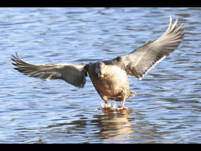 A Canada goose at Hager Pond in Marlborough, photographed by Steve Forman.