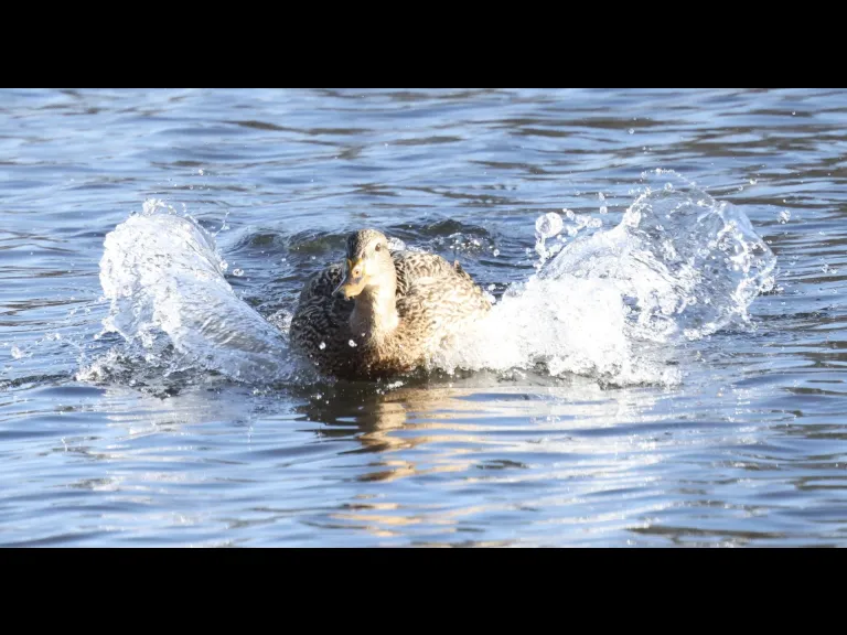 A Canada goose at Hager Pond in Marlborough, photographed by Steve Forman.