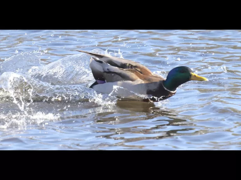 A Canada goose at Hager Pond in Marlborough, photographed by Steve Forman.