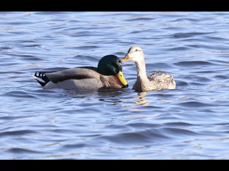 A Canada goose at Hager Pond in Marlborough, photographed by Steve Forman.