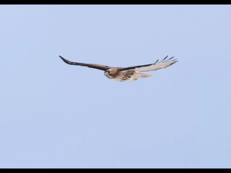 A red-tailed hawk at Breakneck Hill Conservation Land in Southborough, photographed by Steve Forman.