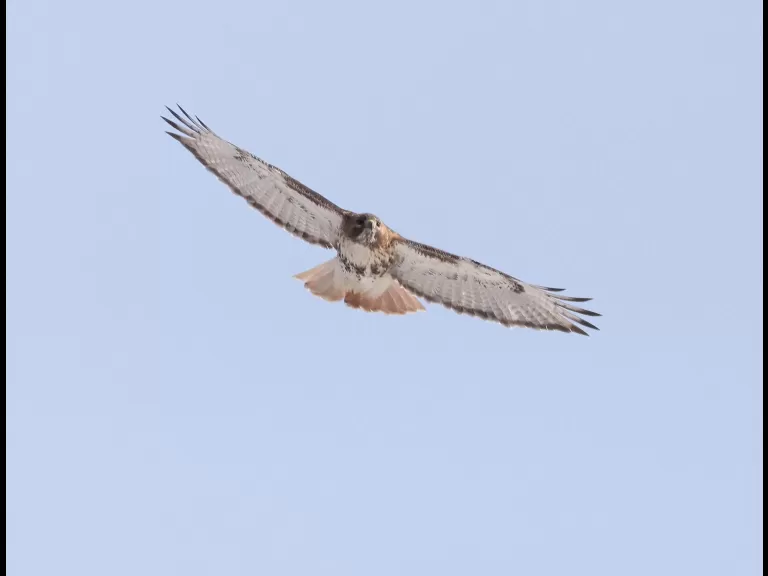 A red-tailed hawk at Breakneck Hill Conservation Land in Southborough, photographed by Steve Forman.