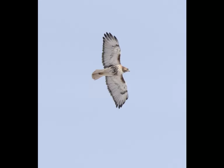 A red-tailed hawk at Breakneck Hill Conservation Land in Southborough, photographed by Steve Forman.