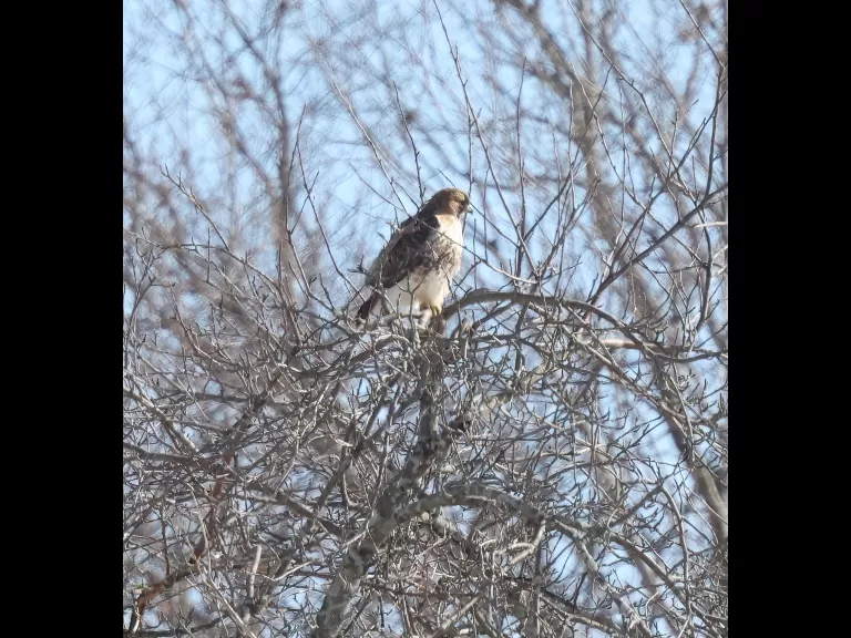 A red-tailed hawk at Breakneck Hill Conservation Land in Southborough, photographed by Steve Forman.