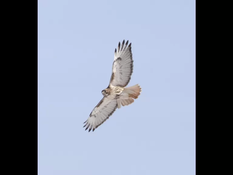 A red-tailed hawk at Breakneck Hill Conservation Land in Southborough, photographed by Steve Forman.