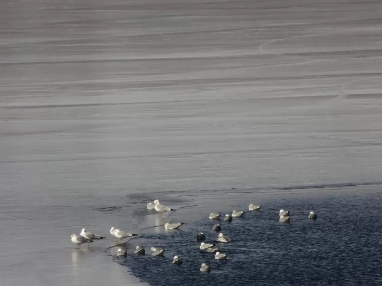A mourning dove at Dudley Woods in Wayland, photographed by Lucian Vazquez.