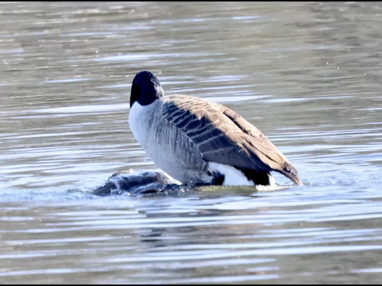 A Canada goose at Hager Pond in Marlborough, photographed by Steve Forman.