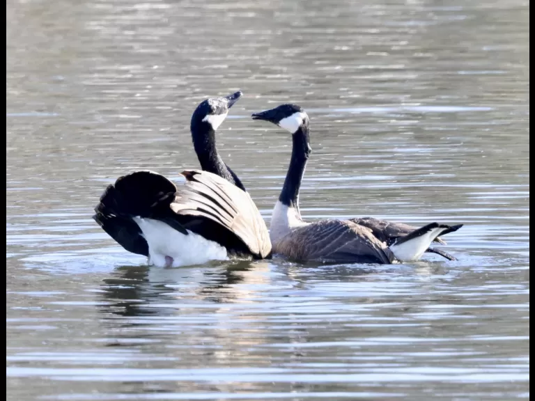 A Canada goose at Hager Pond in Marlborough, photographed by Steve Forman.