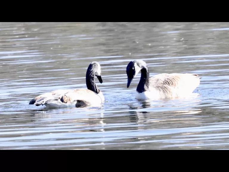 A Canada goose at Hager Pond in Marlborough, photographed by Steve Forman.