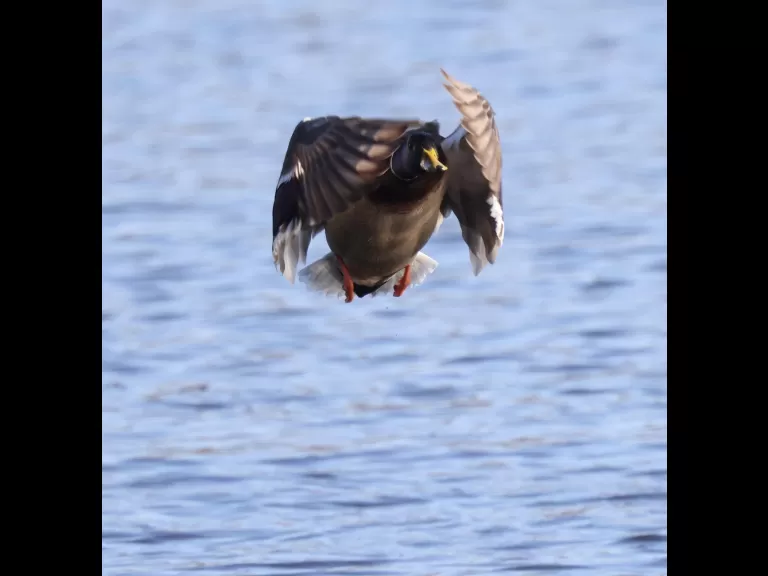 A Canada goose at Hager Pond in Marlborough, photographed by Steve Forman.